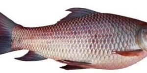 Frozen Rohu Fish