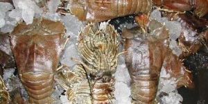 Frozen Sand Lobster
