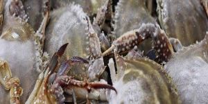 Frozen Sea Crabs