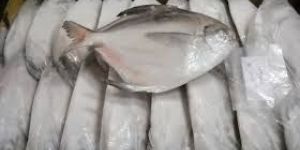 Frozen Silver Pomfret Fish