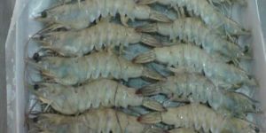 Frozen Vannamei Prawn