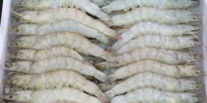 Frozen White Shrimp