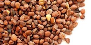 Radish Seeds