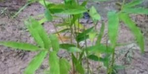 Bamboo Plant
