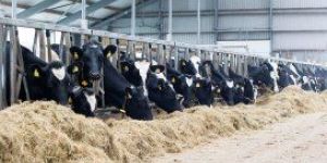Organic Trace Minerals for Cattle
