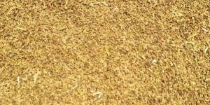Ajwain