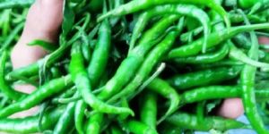 Fresh Green Chilli