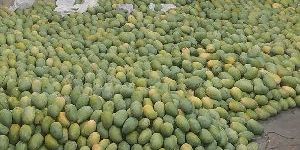 Fresh Kesar Mango