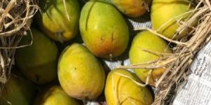 Fresh Ratnagiri Alphonso Mango