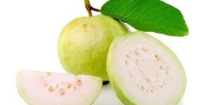 Fruits Guava