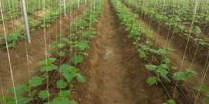 Plant Supporting Thread