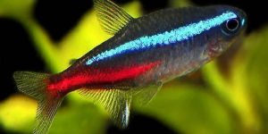 Neon Tetra Aquarium Fish