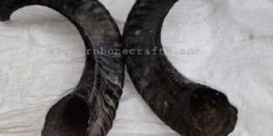 Natural RAM Horn