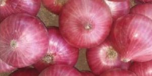 Fresh Pink Onion