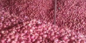 Fresh Red Onion