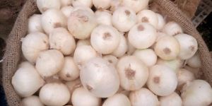 Fresh White Onion