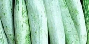 Fresh Snake Gourd