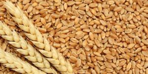 Wheat