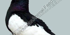 Textured Pigeon Feed