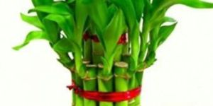 Bamboo Plant