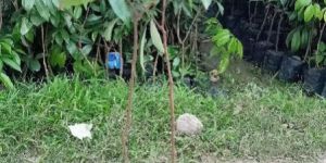 Seedless Litchi Plants