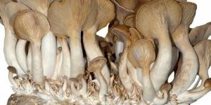 King Oyster Mushroom Spawn