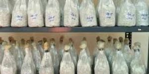 Milky Mushroom Spawn