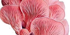 Pink Oyster Mushroom Spawn