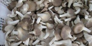 Sajor Caju Mushroom Spawn