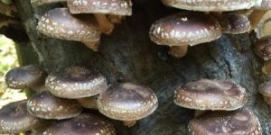 Shiitake Mushroom Spawn