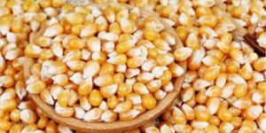 Corn Seeds
