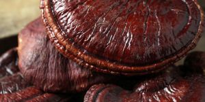 Dry Ganoderma Mushroom