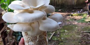 Dry Oyster Mushroom