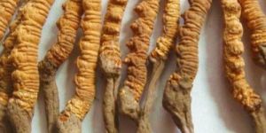 Cordyceps Sinensis
