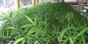 Tissue Culture Bamboo Plant