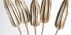 Natural Dried Ladies Finger on Stem