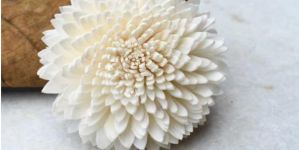 Wild Zinnia Sola Wood Flowers