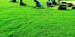 Mexican Carpet Grass