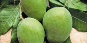 Fresh Banganapalli Mango