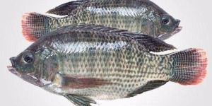 Fresh Tilapia Fish