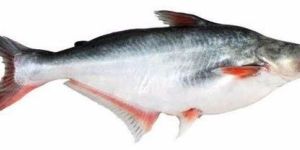 Frozen Pangasius Fish