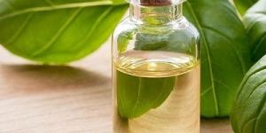 Holy Basil Oil
