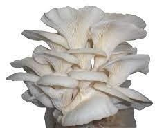 Fresh Oyster Mushroom