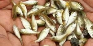 1.5 Inch Katla Fish Seeds