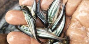 1.5 Inch Pangasius Fish Seeds