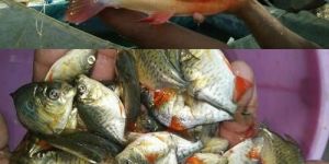 1.5 Inch Rupchanda Fish Seeds