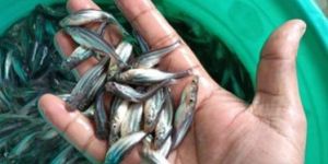 Black Pangasius Fish Seeds