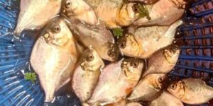Cyprinus Rupchanda Fish Seeds