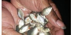 Fresh Rupchanda Fish Seeds
