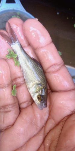 Silver Katla Fish Seeds